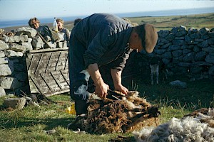 Tour: Shetland's Crofting Past